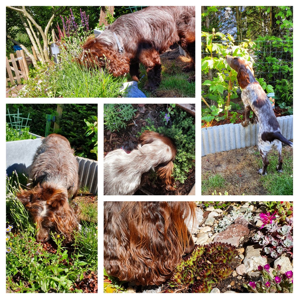 All the sniffs: building a sensory garden for&nbsp;dogs