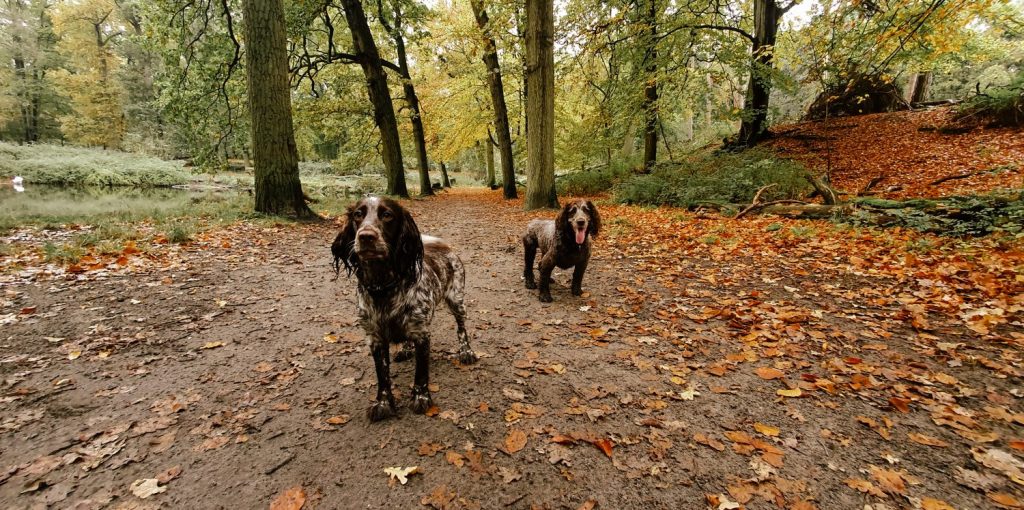 “Why did you get a second busy&nbsp;dog?”