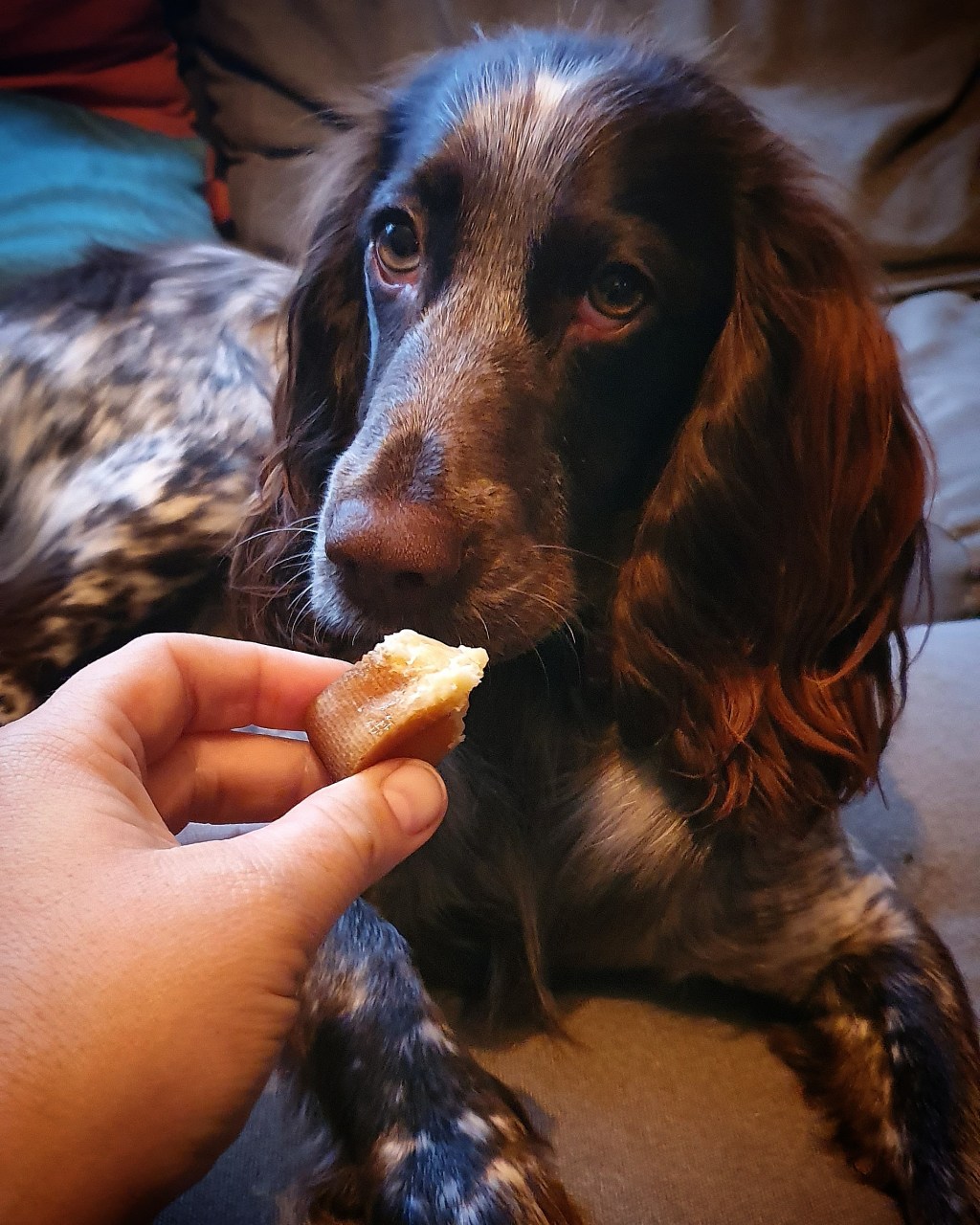 Do dogs have mental&nbsp;depth?