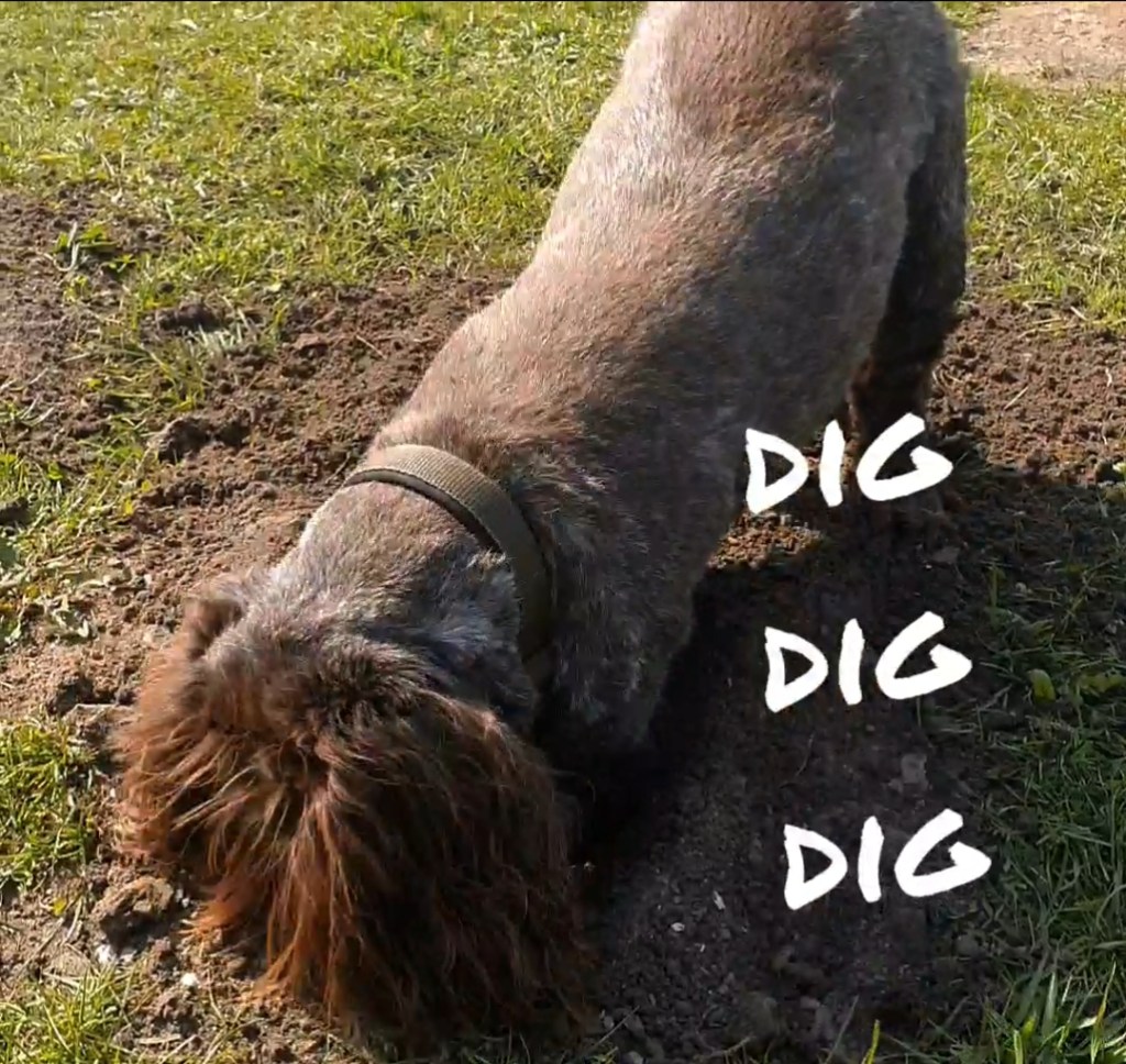 Video post: “Little&nbsp;Diggers”