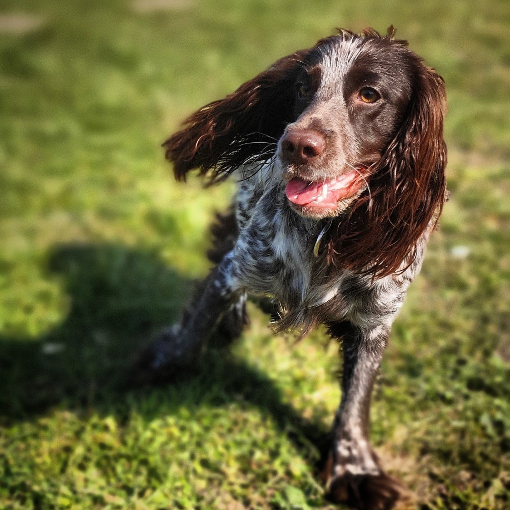 Video post: “Walkies with a Polish Hunting&nbsp;Spaniel”