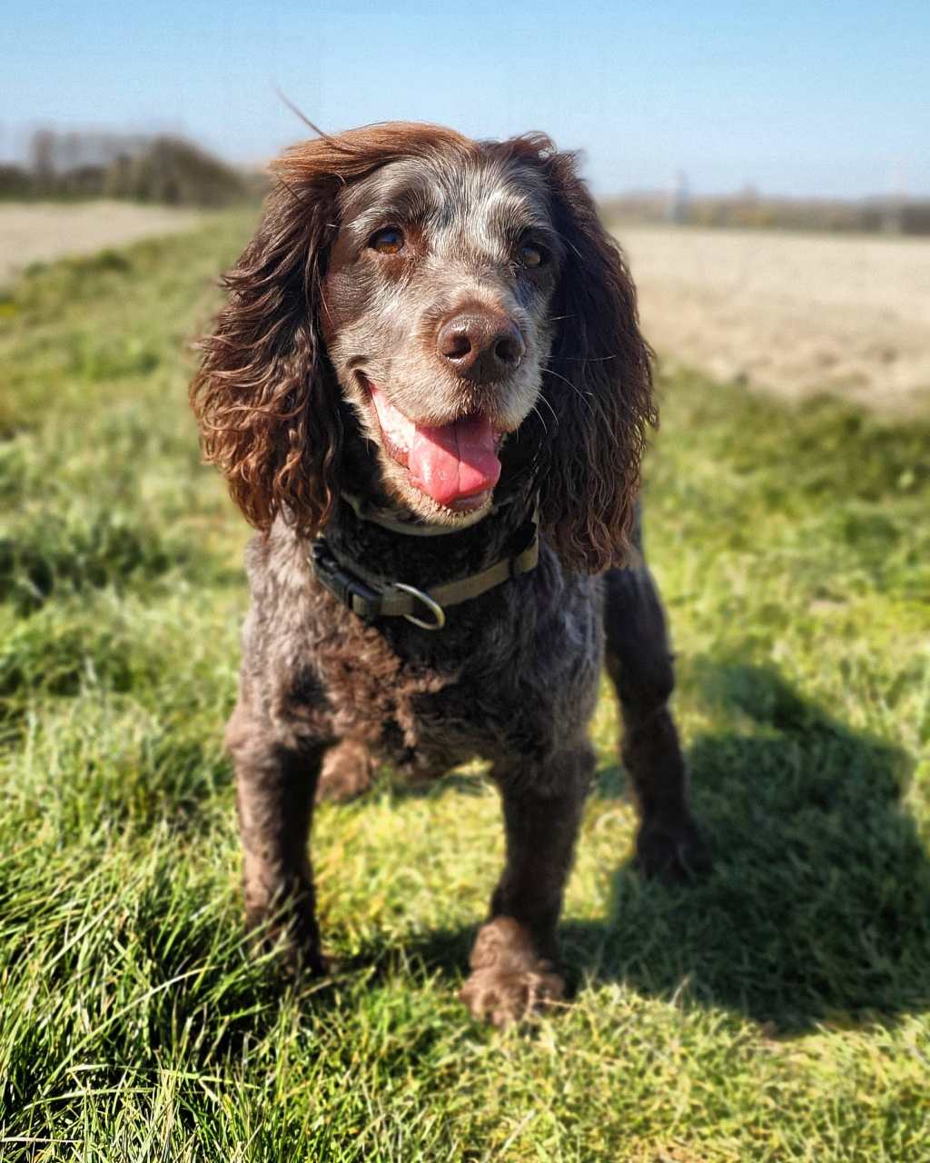 Reads: Interesting article on canine&nbsp;osteoarthritis