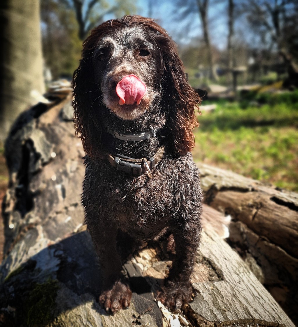 Video post: “Calm” solo walkies with&nbsp;Nell”