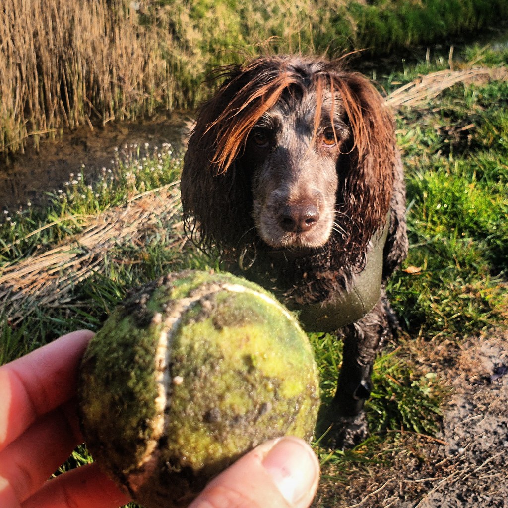 Video post: “Morning Walkies in a new&nbsp;park”
