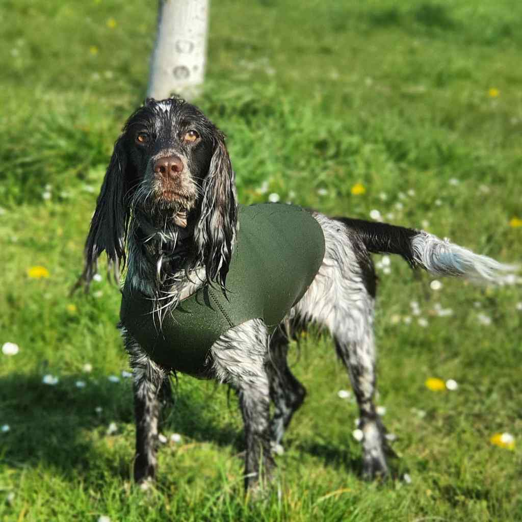 Video post: “BusyDoggies Out &&nbsp;About”