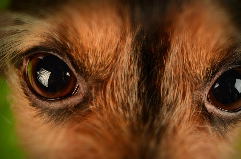 Look into the eyes: the importance of DNA&nbsp;screening