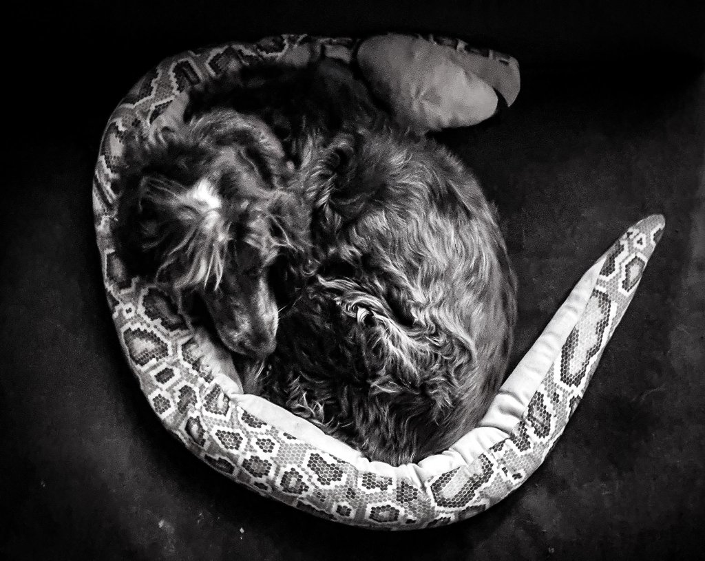 Wrap your puppy into a&nbsp;python