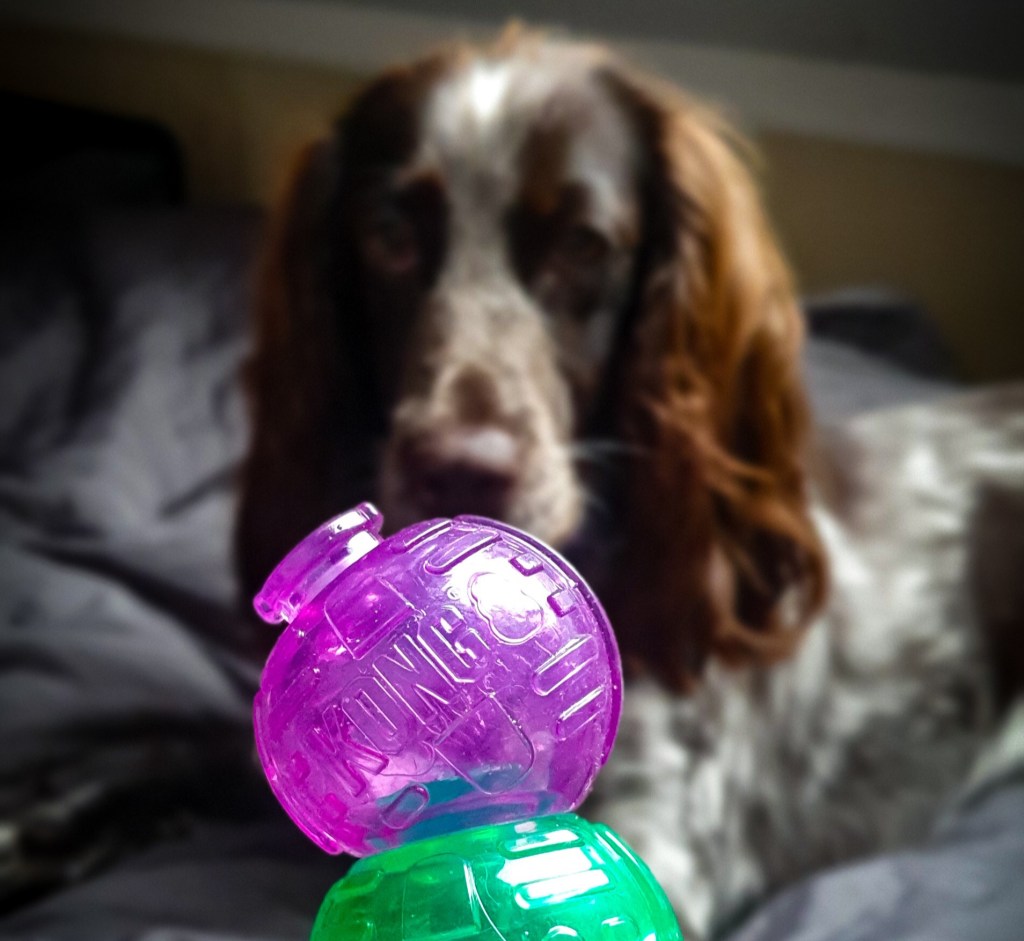Toy review: Kong&nbsp;Lock-It