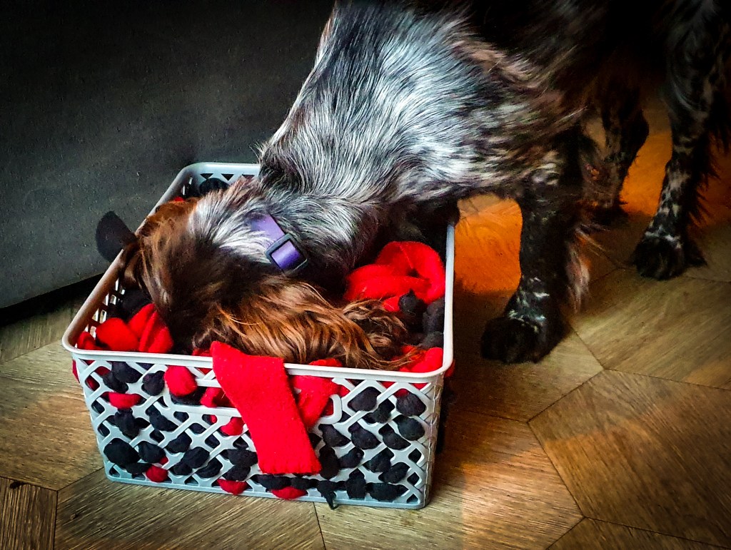 DIY toys: snuffle&nbsp;box!
