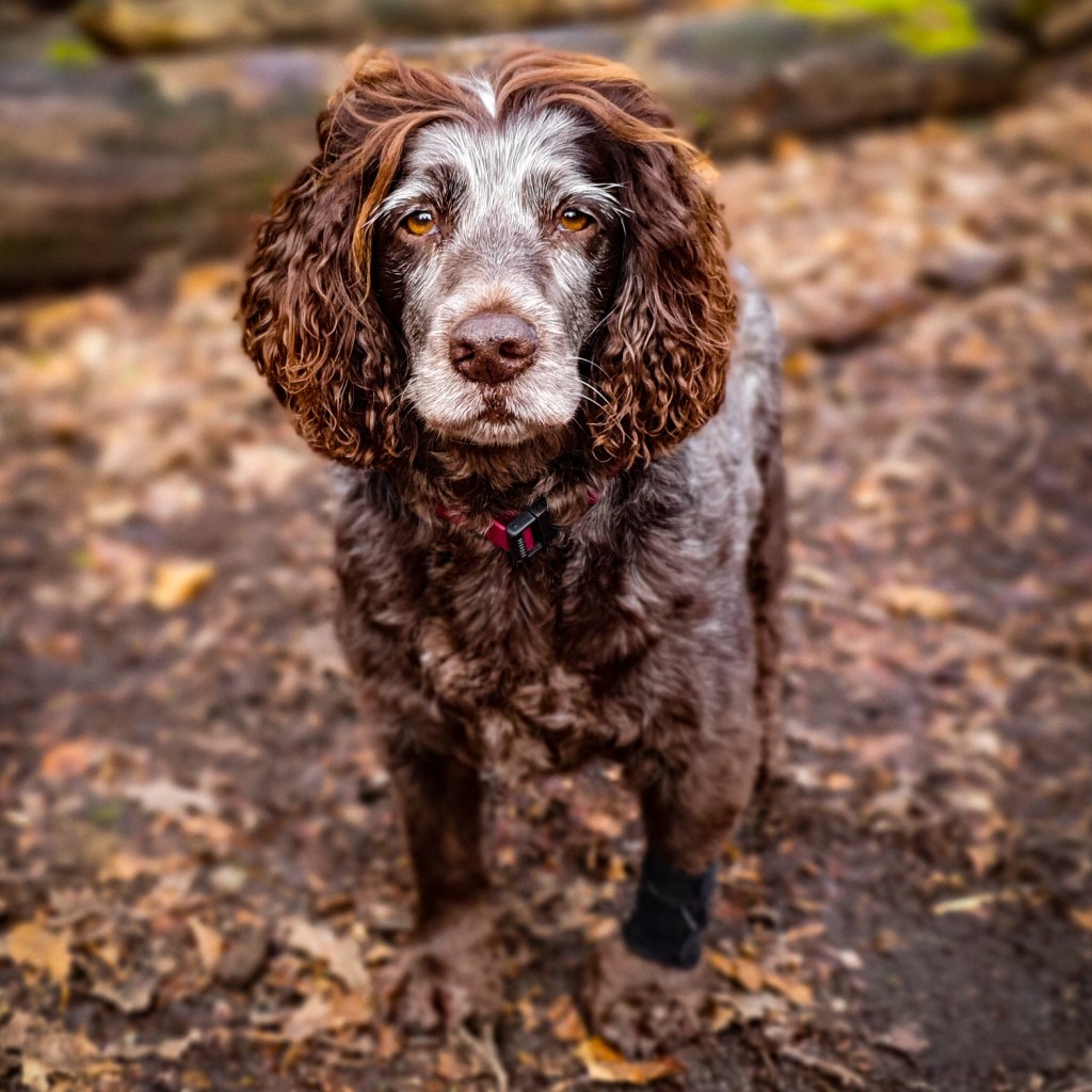 How to think about your dog’s&nbsp;age