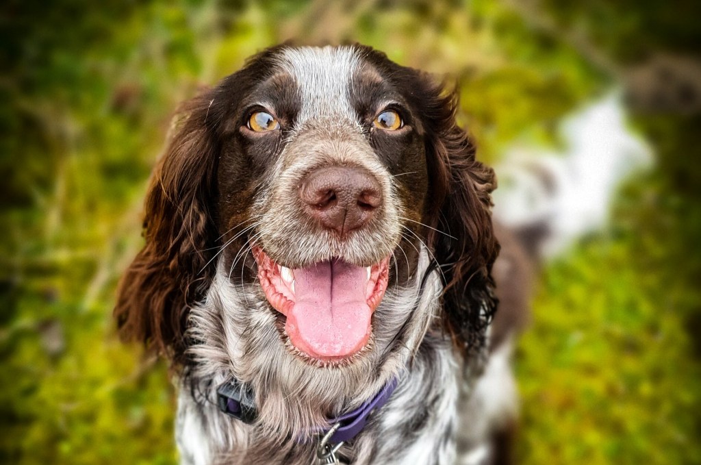 Do dogs have a right to refuse&nbsp;food?