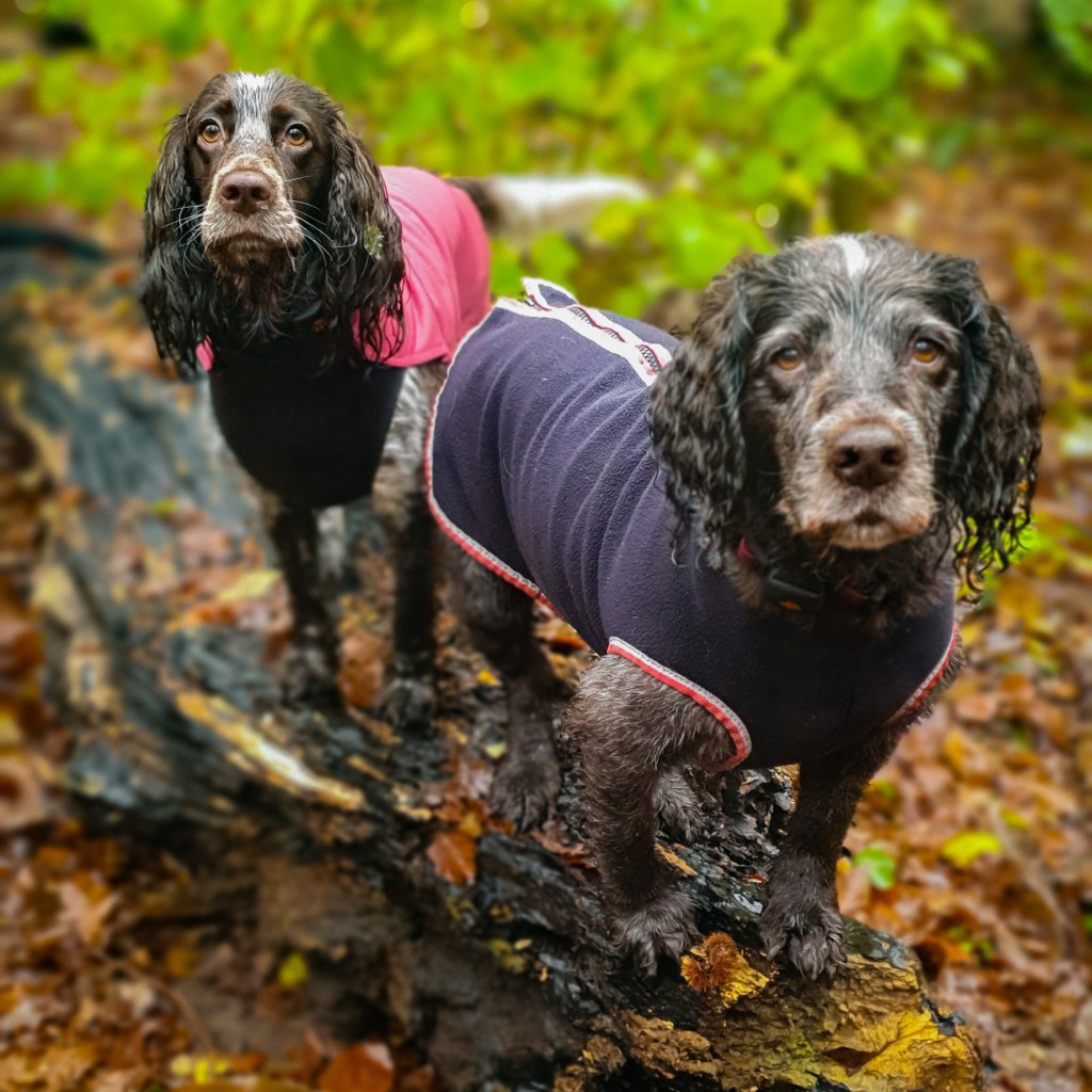 Why you should start walks with a sniffing&nbsp;game