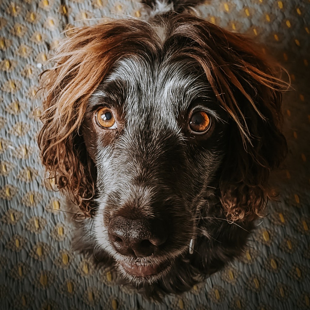 My dog, my&nbsp;mirror