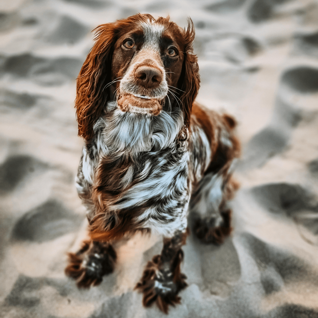 Talking with dogs