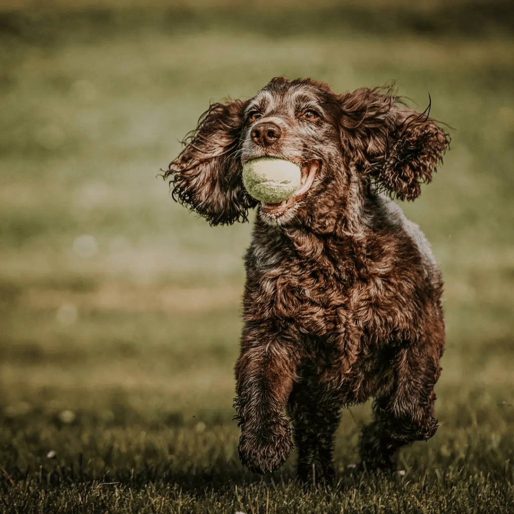 The existential worry of living with and loving&nbsp;dogs