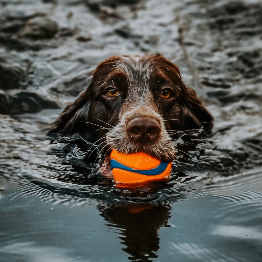 Some thoughts on joint health and dog&nbsp;development