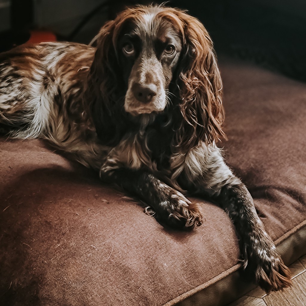 If in doubt, don’t get a&nbsp;dog!