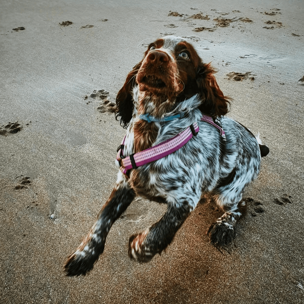 Letting puppies loose