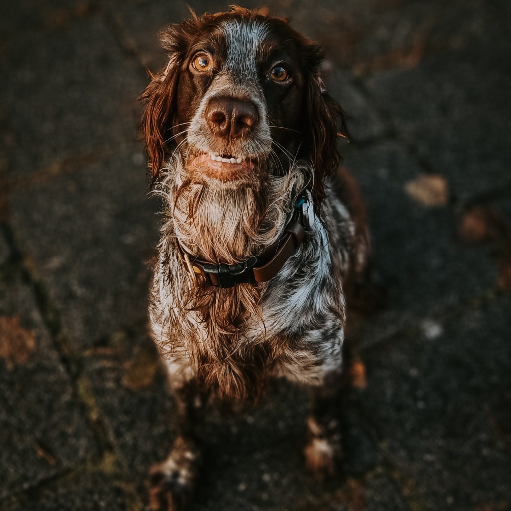 The path to a “well-trained dog” is paved with tiny&nbsp;tiles