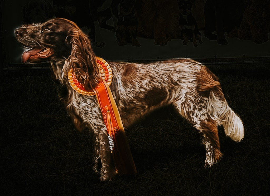 Why structure matters for working&nbsp;spaniels