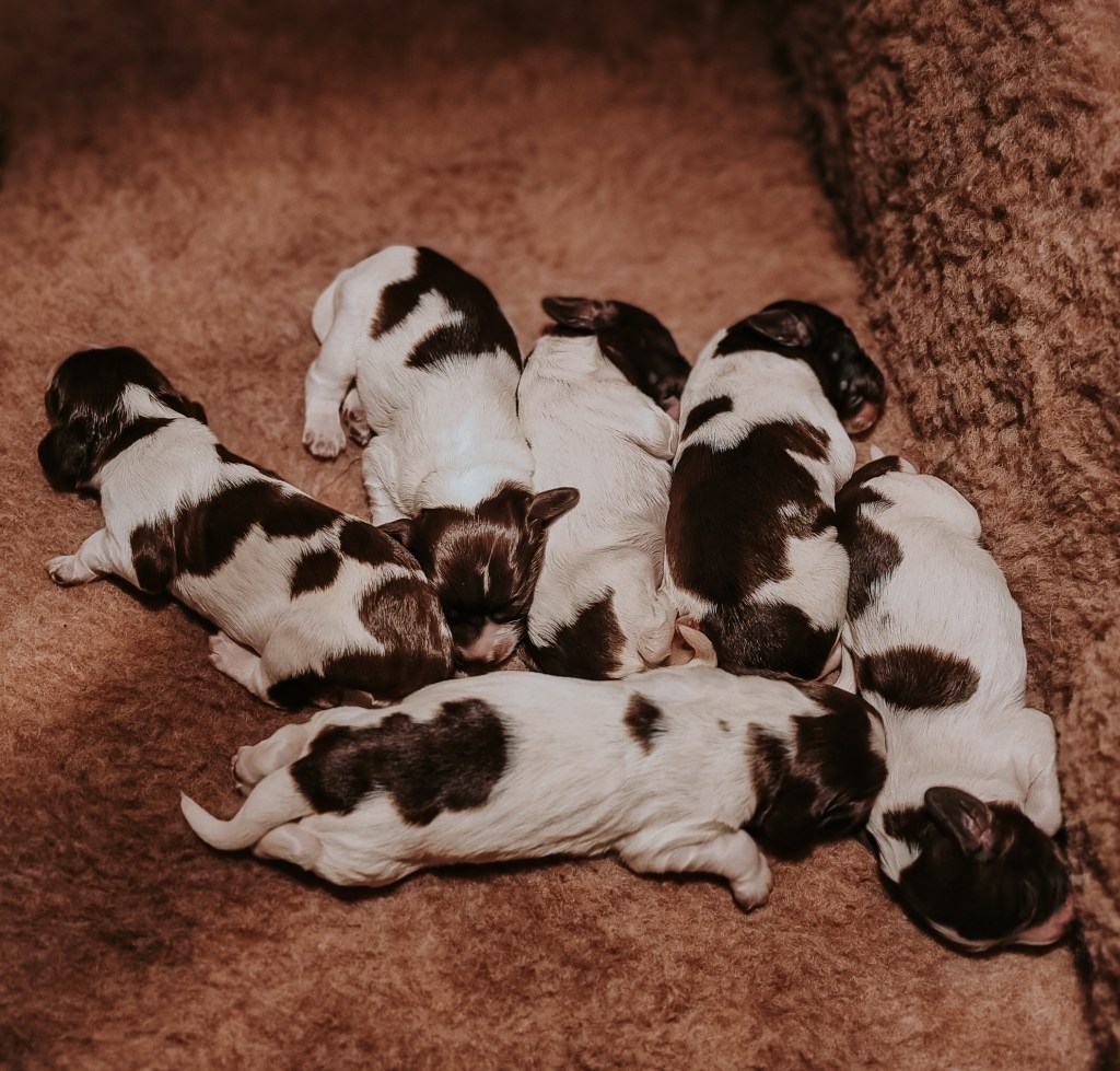 The language and mechanisms of dog breeding, unpacked (Part&nbsp;1)