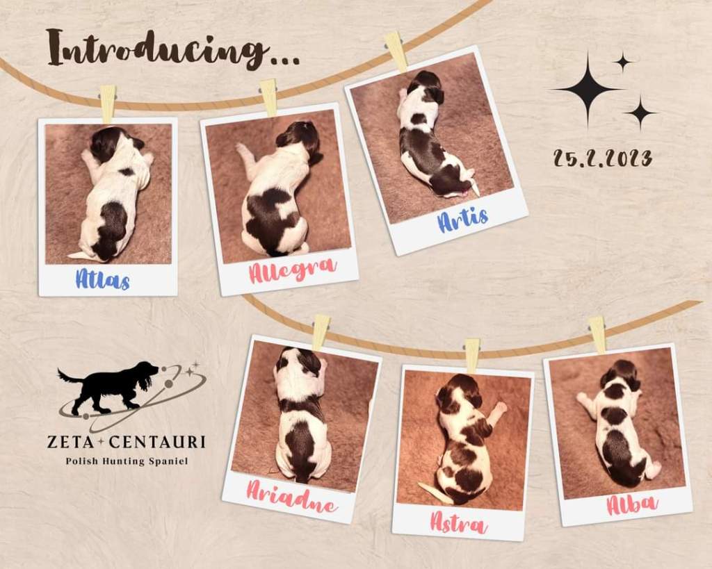 Introducing… Zeta Centauri Litter&nbsp;A!