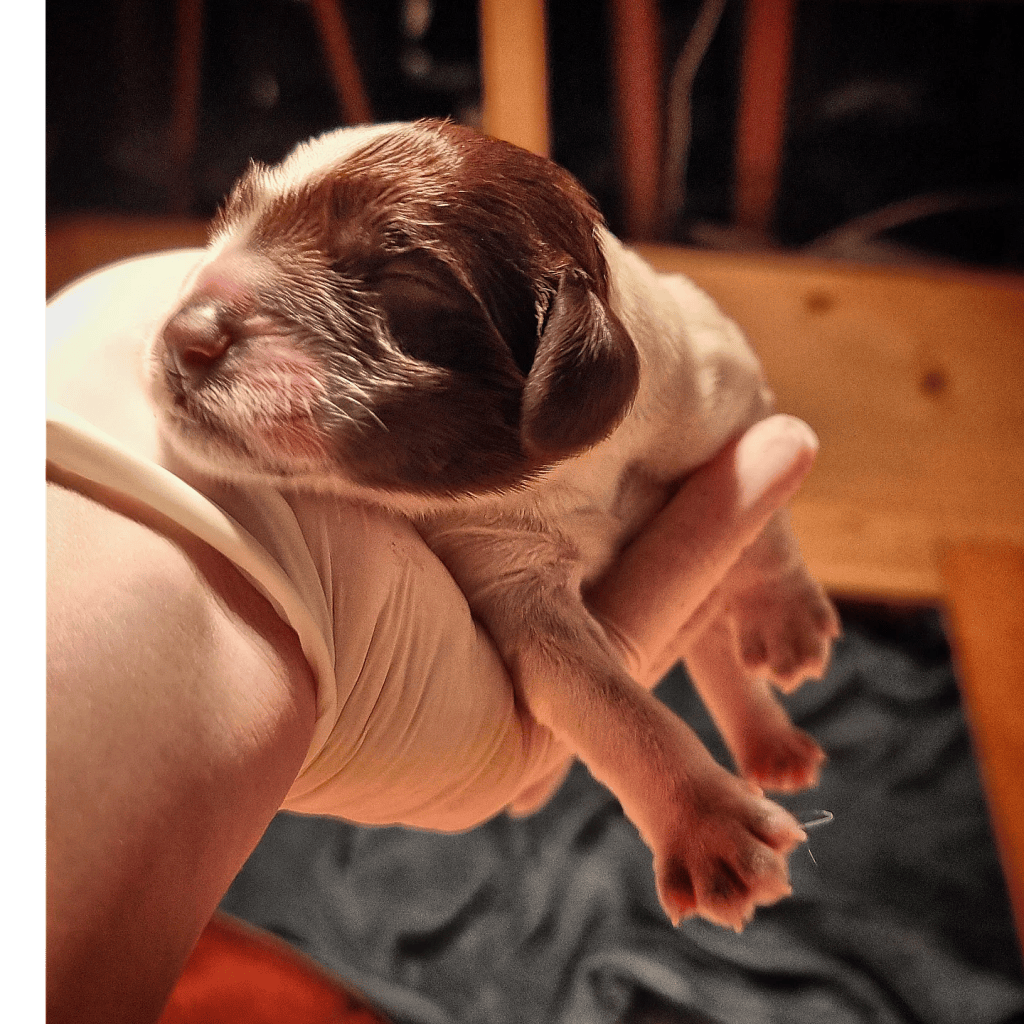 Dog breeding, unpacked