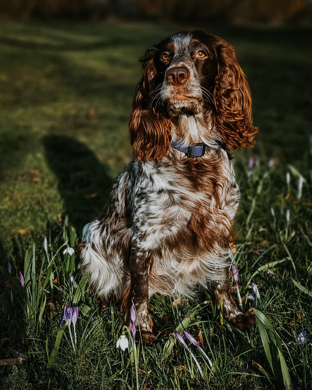 Why you should think twice before breeding your pet&nbsp;dog