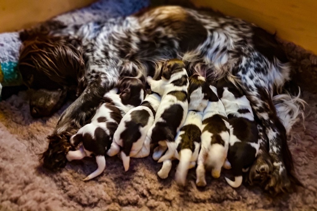 The work of a breeder – part&nbsp;1