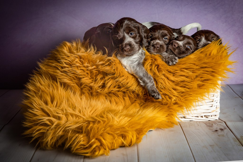 The Art and Science of Raising Puppies: A Behavioural Scientist’s Perspective