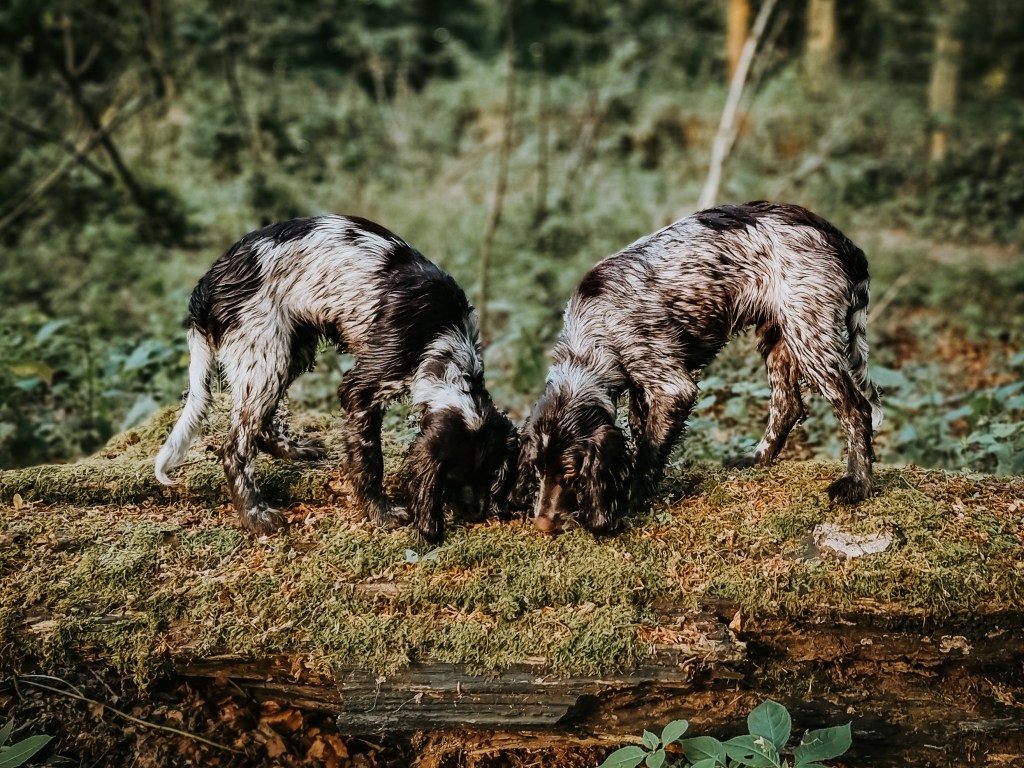 Sniffing for treats as a&nbsp;tool