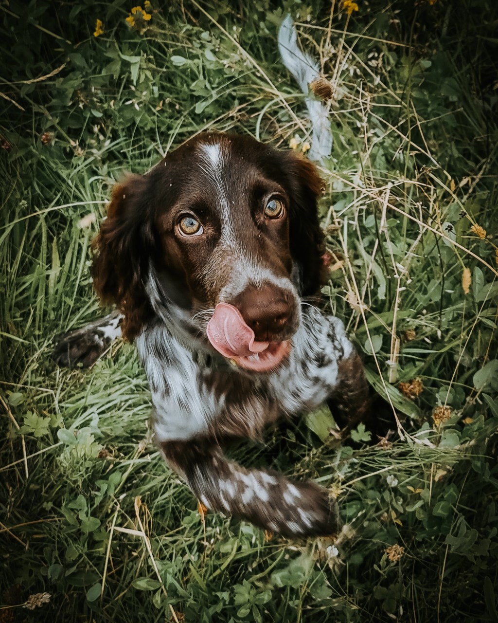 Training puppies to disengage and&nbsp;recall