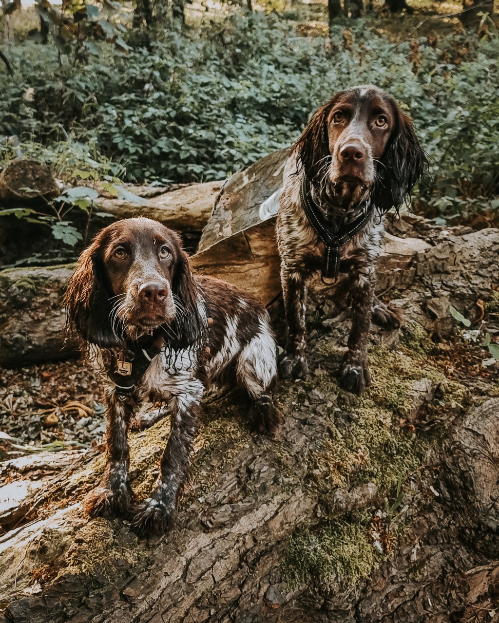 Thoughts and tips on puppy exercise + book&nbsp;recommendation