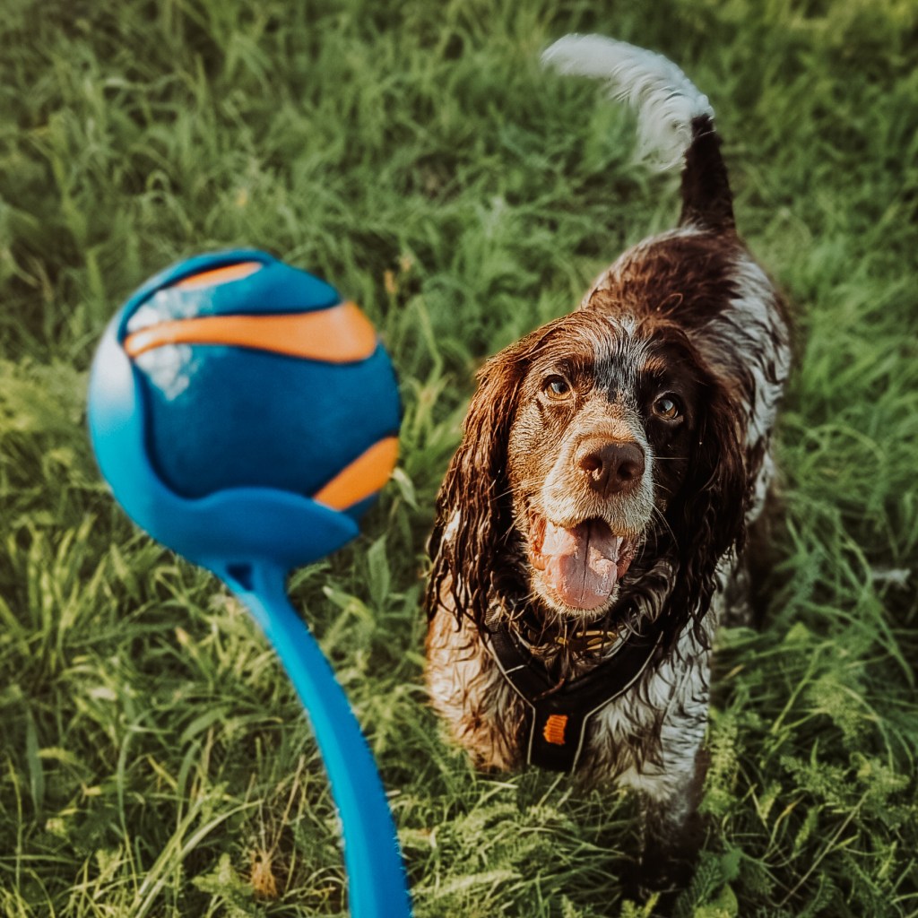 The evil ball&nbsp;thrower