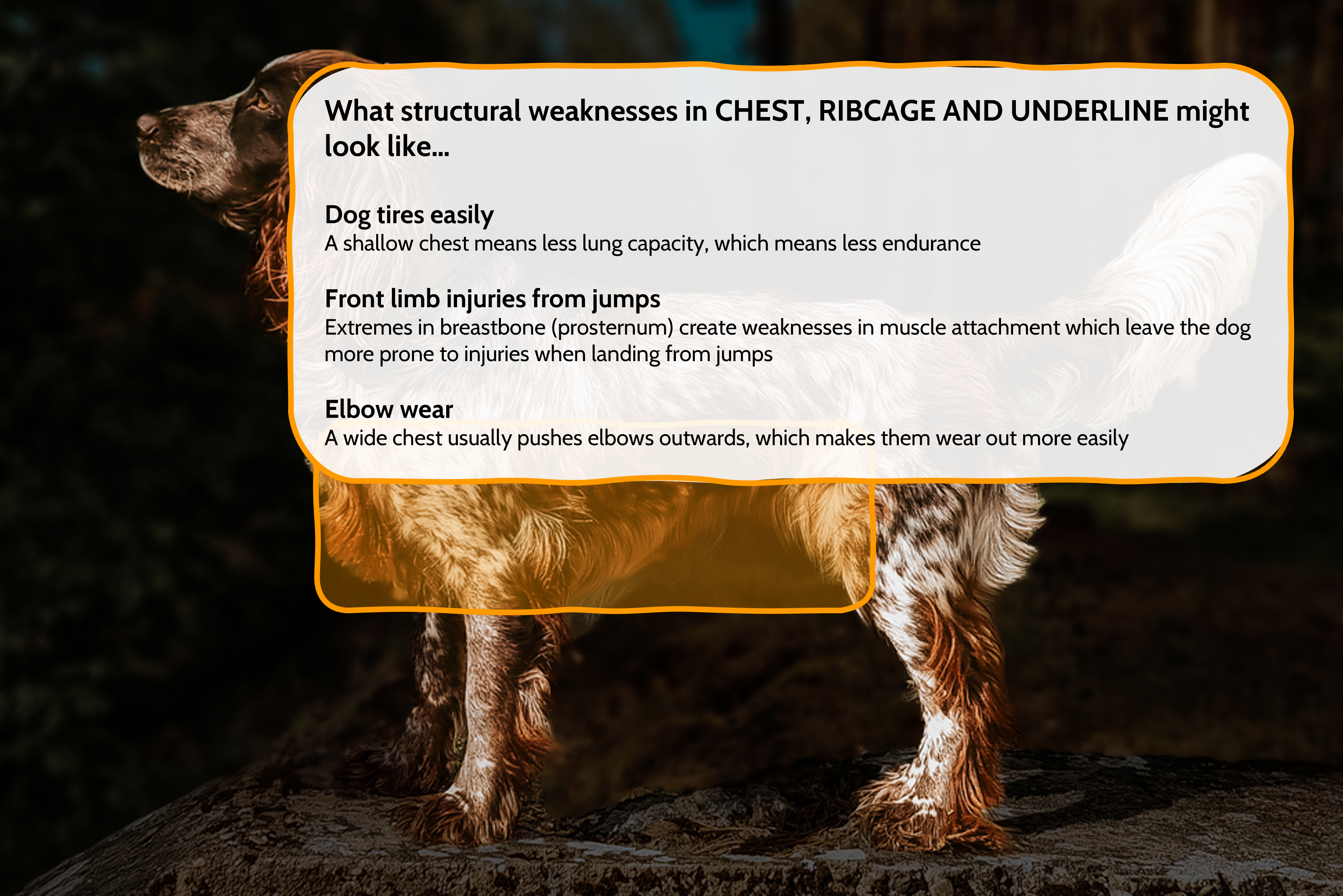 Dog Rib Prominence Floating The anatomy of a breed standard – BusyDoggie