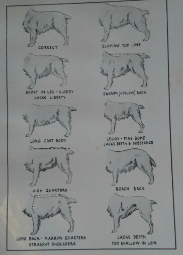 The anatomy of a breed standard – BusyDoggie