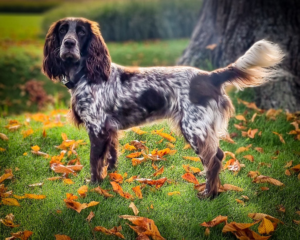 Is a Polish Hunting Spaniel right for&nbsp;you?
