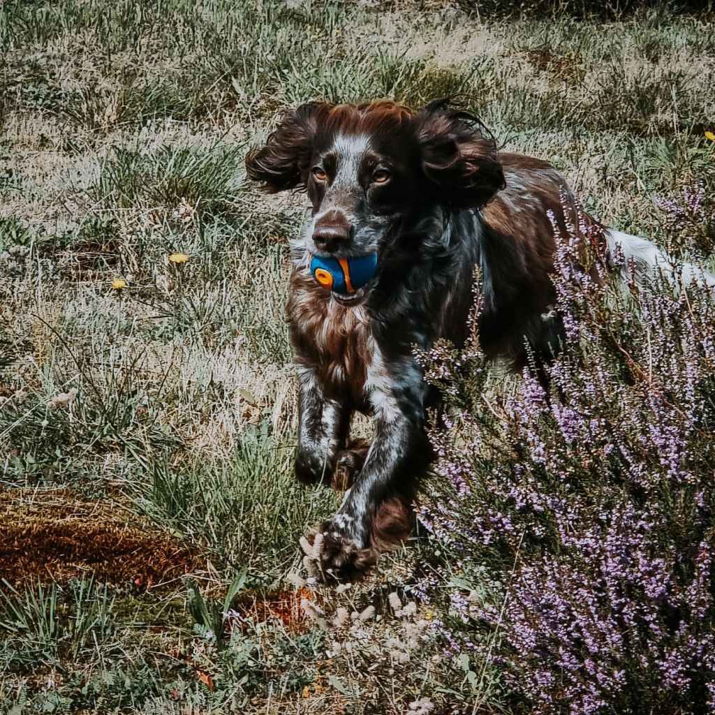 Conditioning core muscles with long grass&nbsp;searches