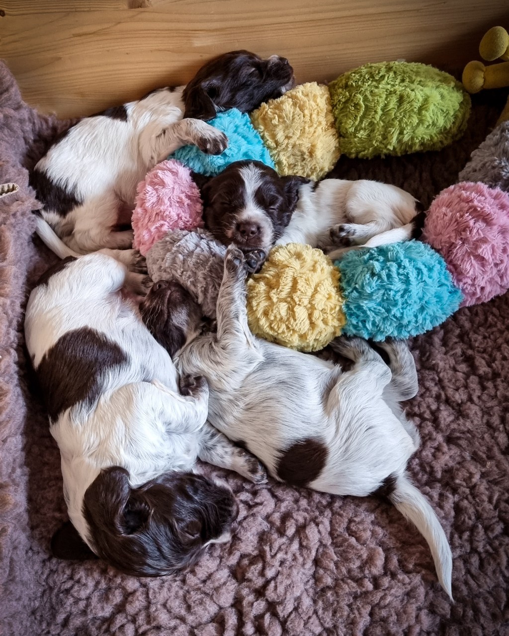 Shaping sound minds and bodies: raising puppies with evidence-based enrichment&nbsp;protocols