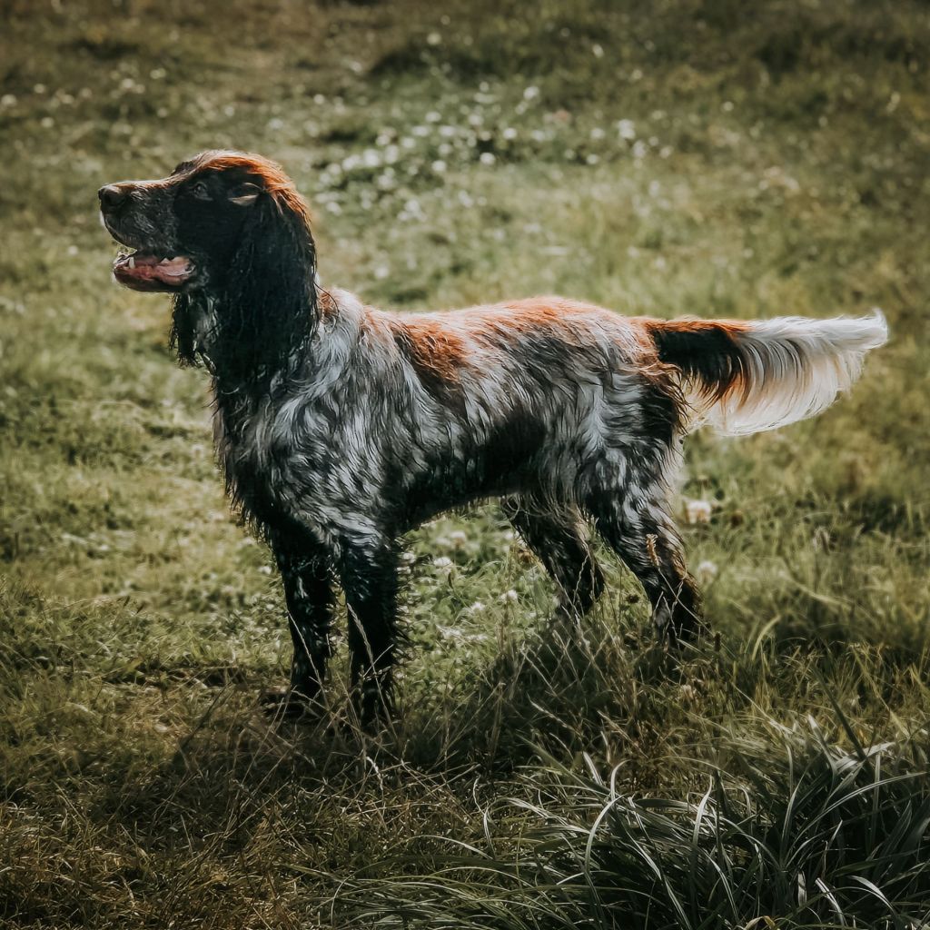 The role of conformation in spaniel health and&nbsp;strength