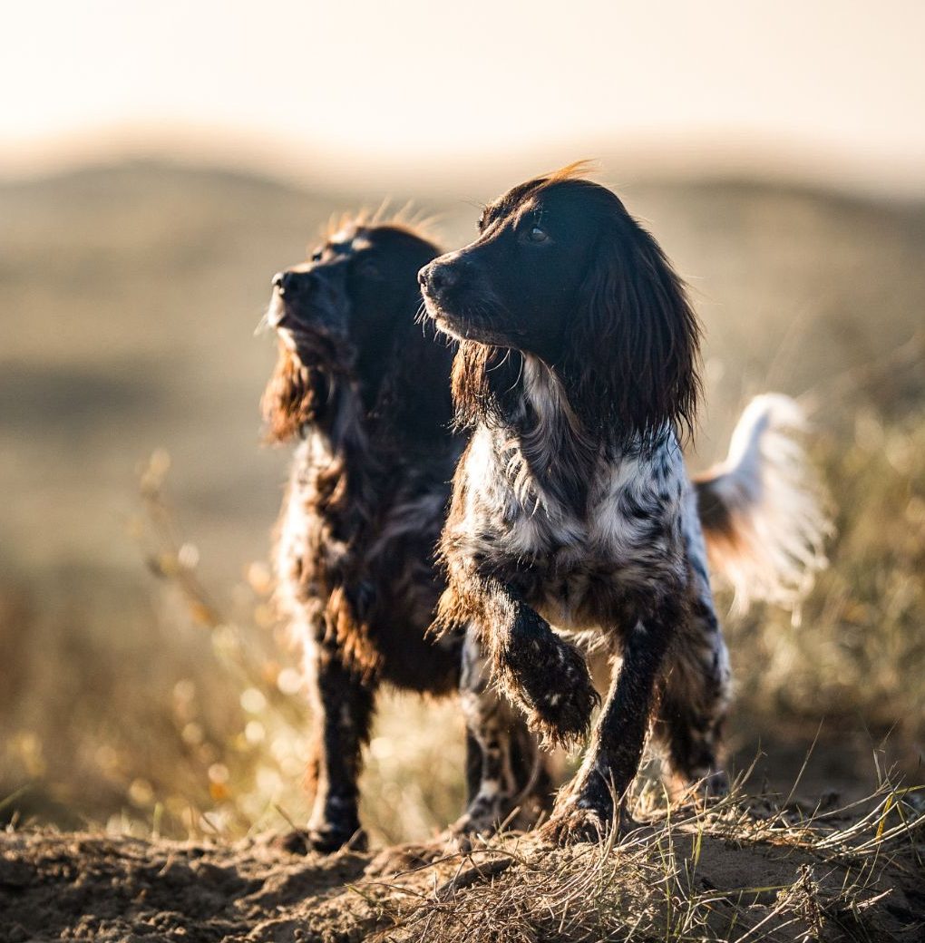Dogs as family: navigating the parent-child and adult-adult&nbsp;dynamic