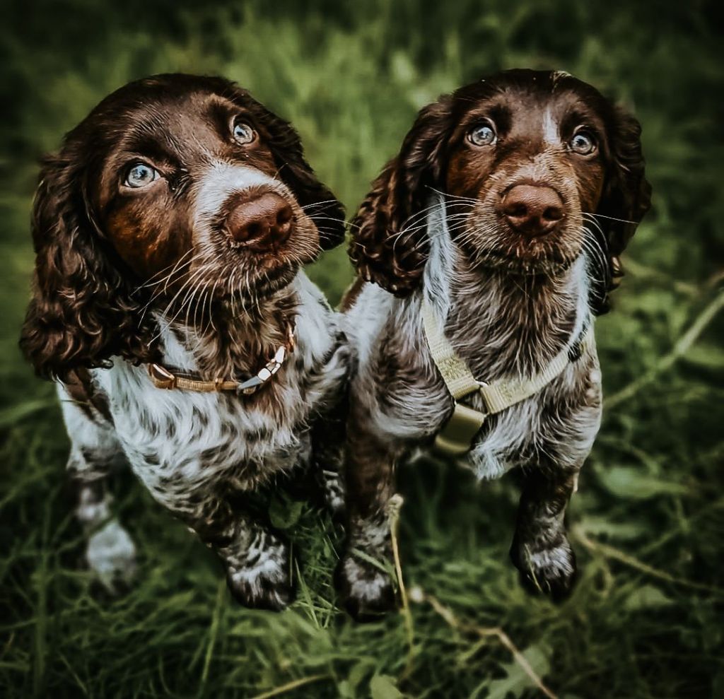 Risk and uncertainty of dog genetics, unpacked (Part&nbsp;2)