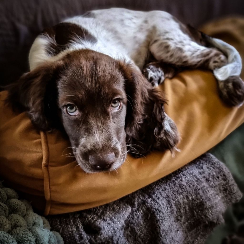 Doing right by the&nbsp;dog
