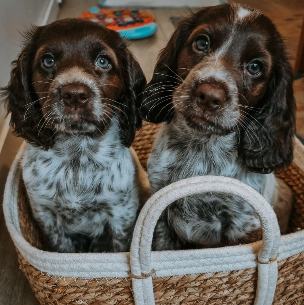 Fireworks, puppies, and why early life matters more than we&nbsp;realise