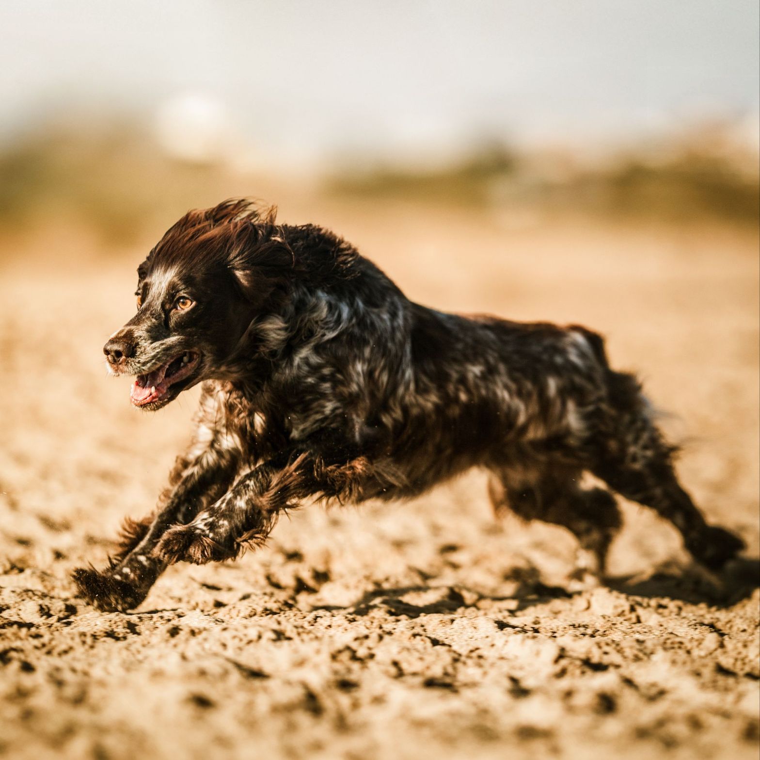 The dog on paper vs. the dog in front of me – are labels&nbsp;destiny?