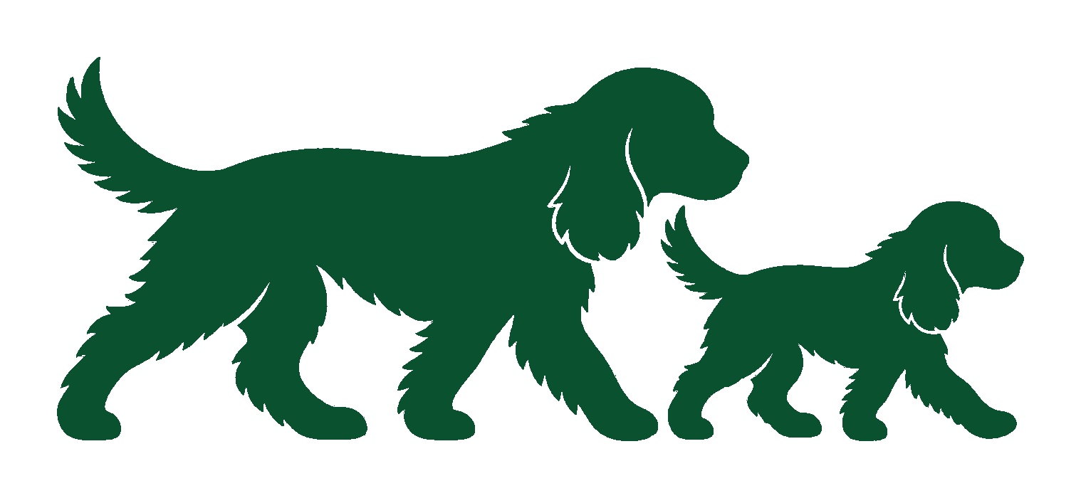 Adult spaniel walking with a puppy